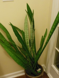 Snake Plant or Mother-in-law's tongue