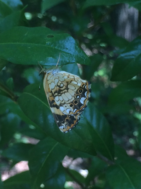 white, cream, brown and yellow butterfly hanging upside down from gardenia leaf