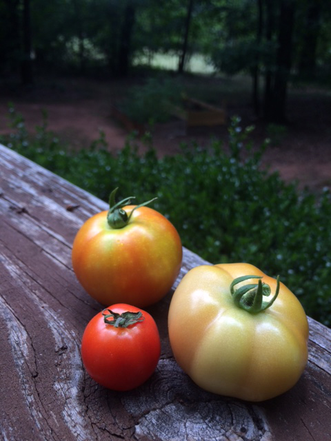 tomatoesblog