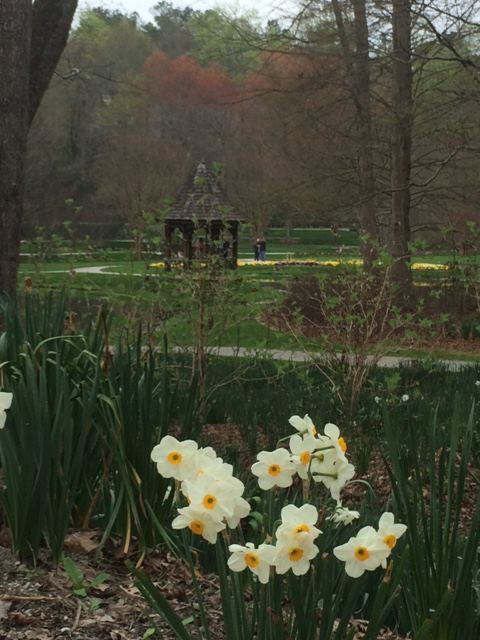 gazebo & daffodils at gibbs gardens