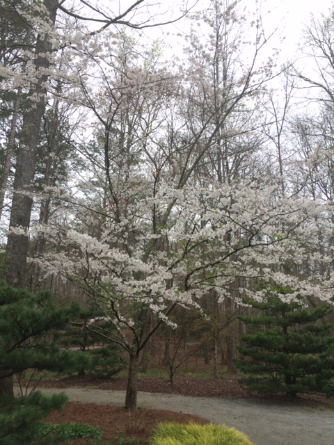 Snowy White Cherry Blossoms