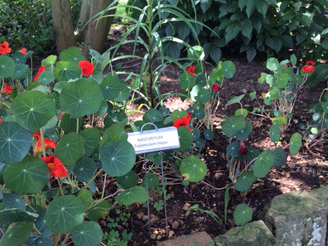 Red Nasturtium from The Hermitage Gardens