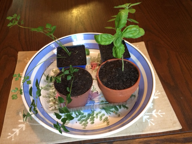 organicgarden herbs- peppermint, basil, & parsley brought inside for the winter in Ga Zone 7b