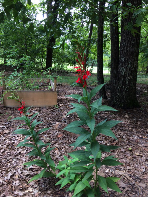 Lobelia Cardinalis, Ga native plants, Zone 7b, Blooming in August,