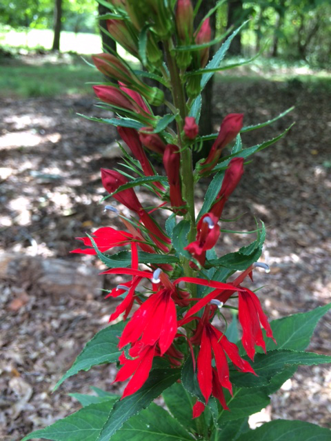lobelia Cardinalis, Ga native plants, Zone 7b, blooming in August