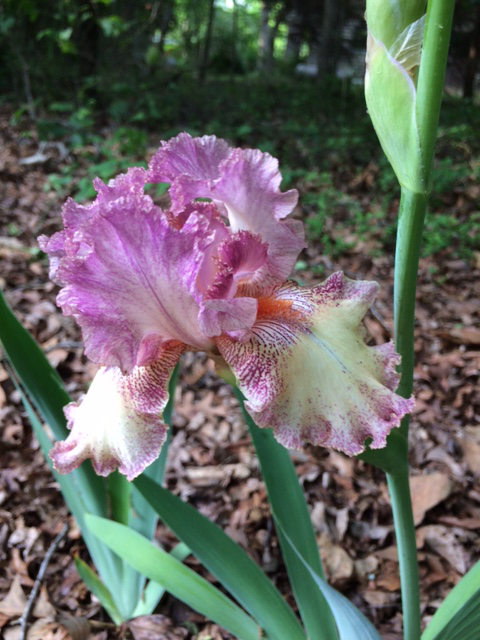 Ga, Zone 7b Dutch Iris, Bearded Purple Iris, Pink Iris
