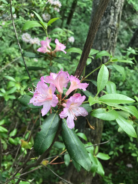 pink native Azalea growing by Panther Creek in northeast Georgia May 2017