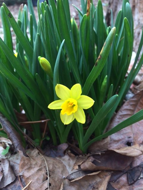 Daffodil, early blooming, Georgia, Zone 7b
