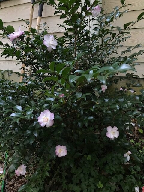 photo of camellia sasanqua evergreen shrub