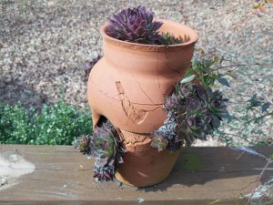 Sempervivum calcareum, Hen & Chick, Northeast Georgia, Zone 7b