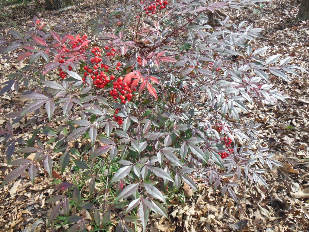 nandina