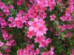 hot pink azalea Georgia zone 7b