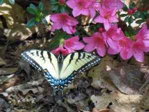 hot pink azalea Georgia Zone 7b with butterfly wings extended