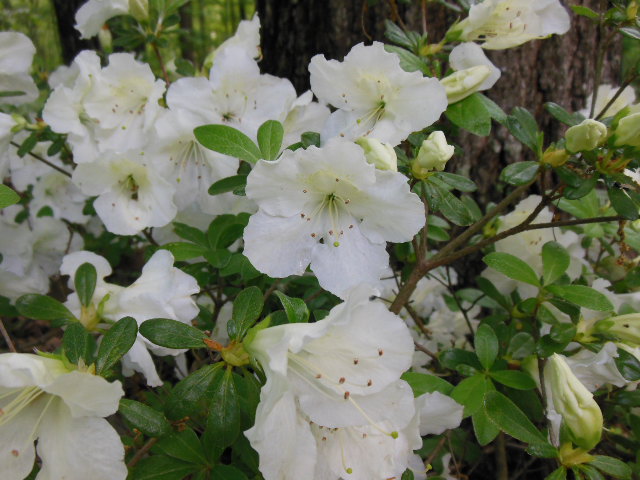 whiteazalea