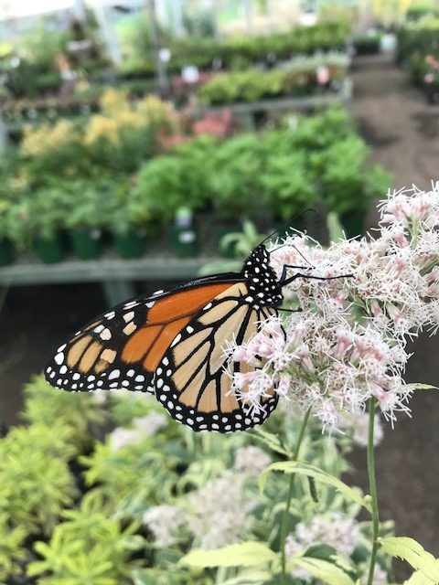 Monarch Butterfly on Eupatorium bloom